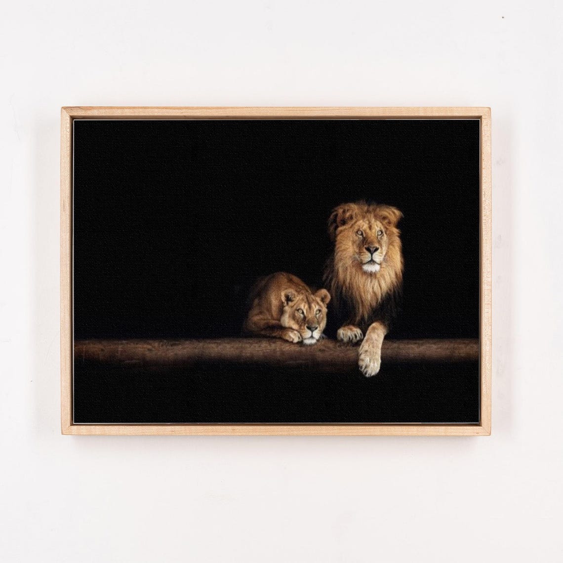 Lion and Lioness Resting Together on a Black Background Poster - Image 4