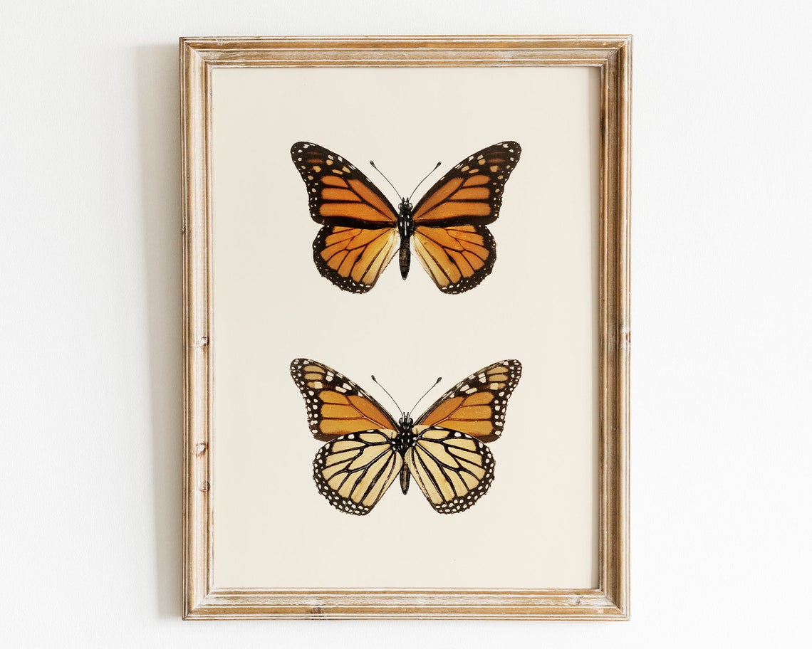 Monarch Butterfly Pair Vintage Naturalist Illustration Poster