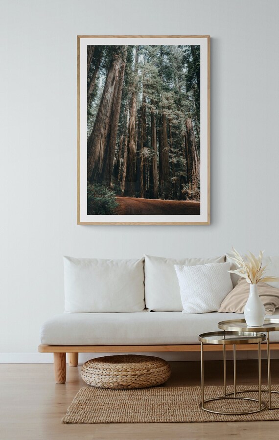 Redwood National Park, Enchanted Forest Art Print