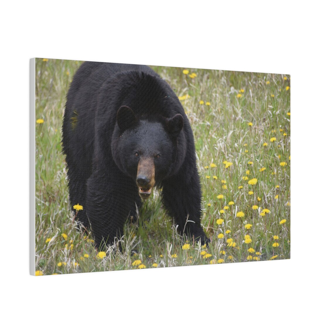 Black Bear, Banff Canada Forest Wall Art Print