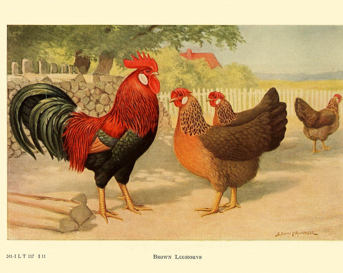 Brown Leghorn Chickens Edwin Megargee Vintage Poultry Poster