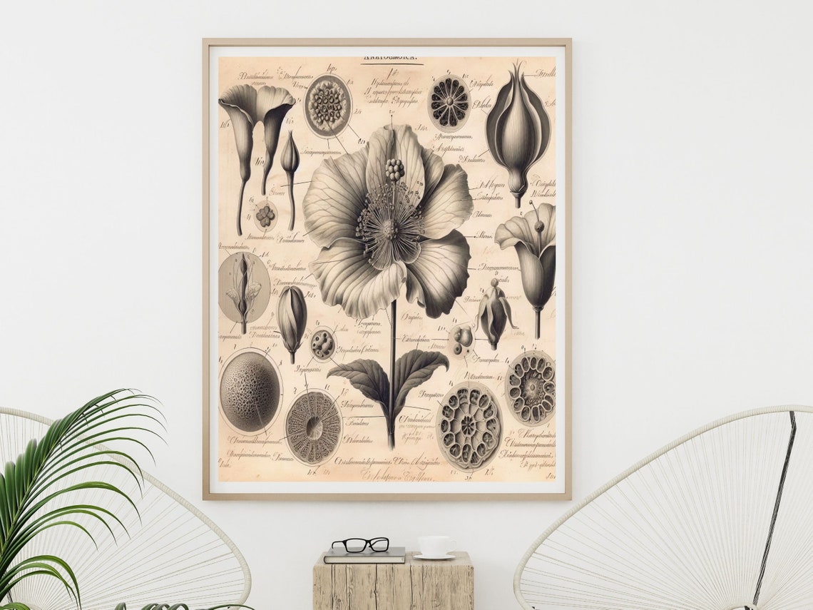 Antique Botanical Anatomy Engraving Of Flower Dissection Poster - Image 6