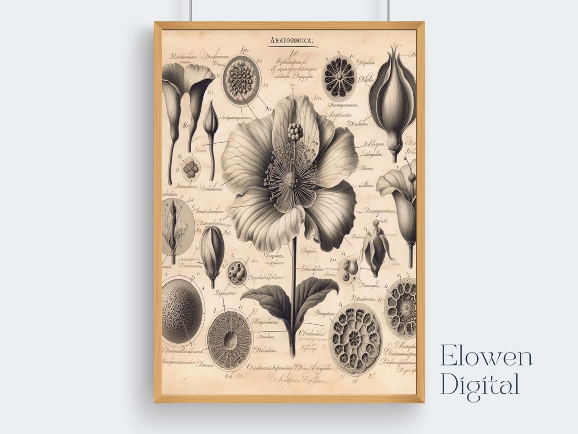 Antique Botanical Anatomy Engraving Of Flower Dissection Poster