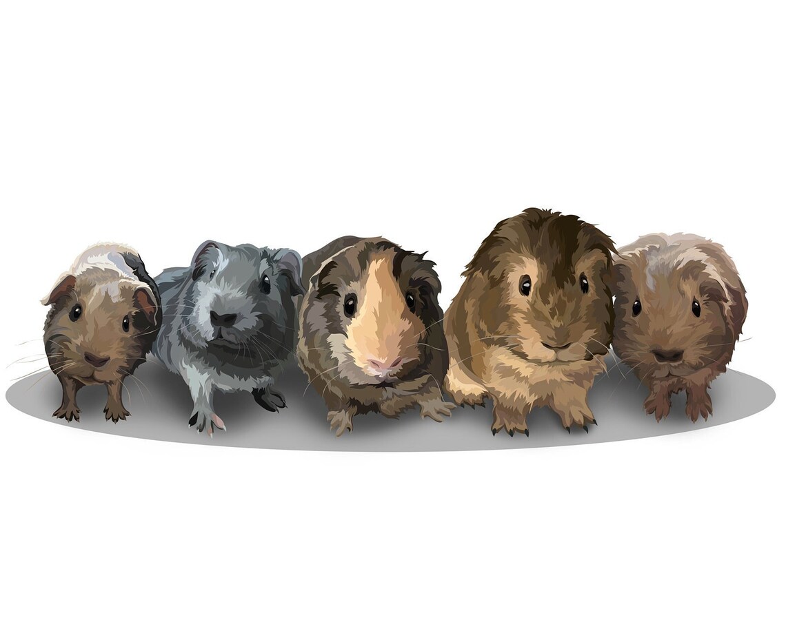 Custom Portrait of Five Guinea Pigs Regal Pet Lover Gift Wall Art
