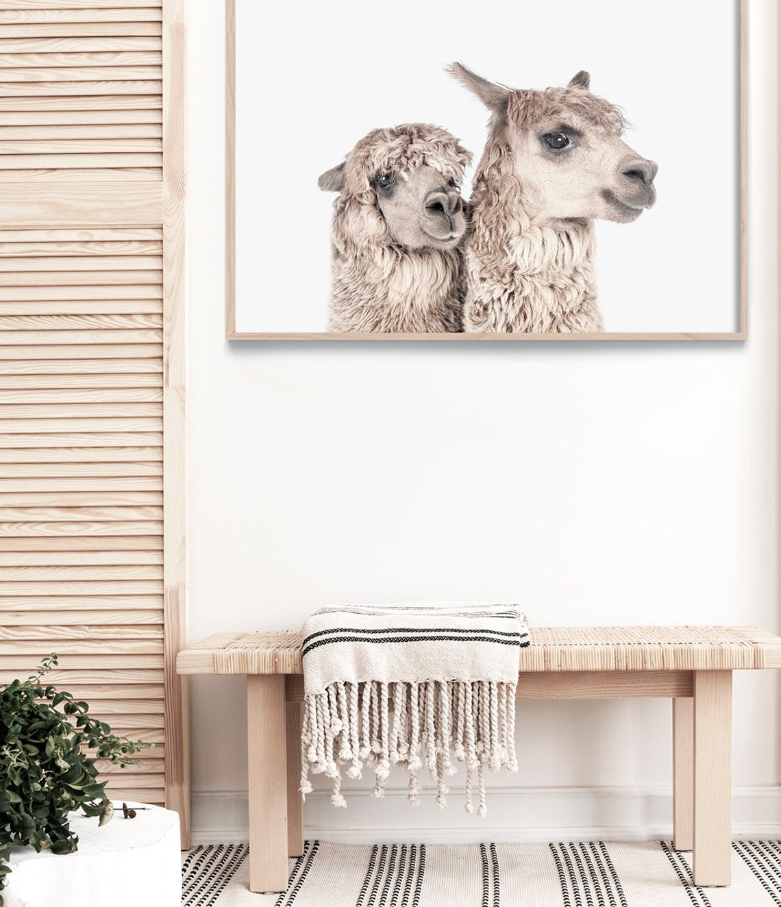 Alpaca Pair Side Profile Cute Farm Animal Color Photography Art Print - Image 3