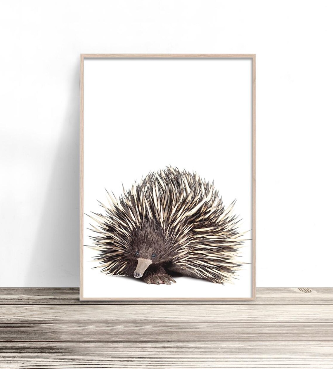 Echidna Australian Native Animal Wall Art Print
