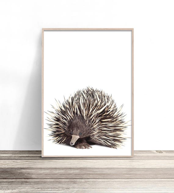 Echidna Australian Native Animal Wall Art Print