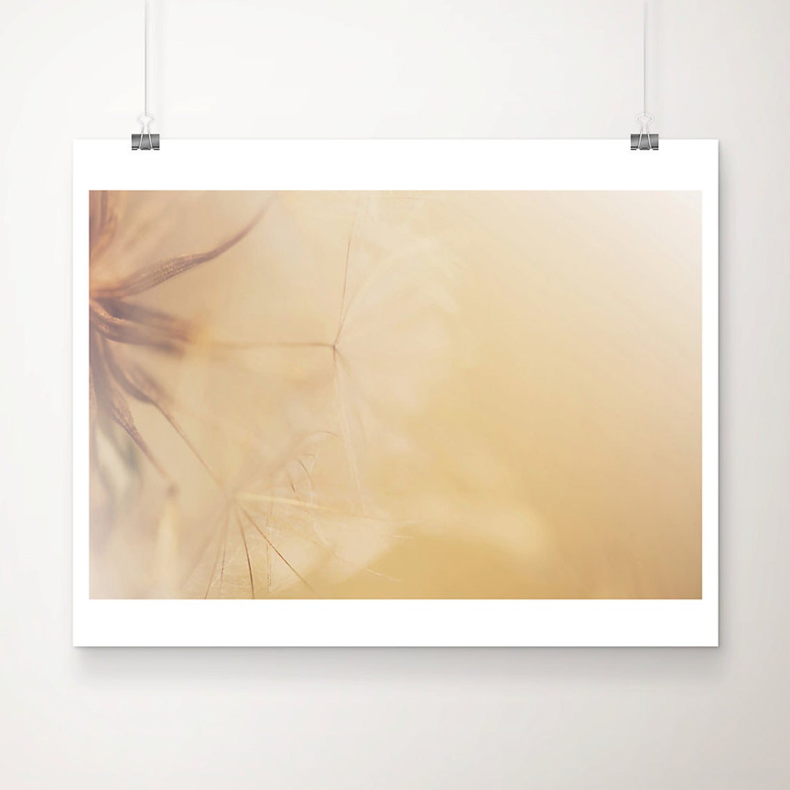 Gold Dandelion Seed Photograph Botanical Nature Print Floral Wall Art