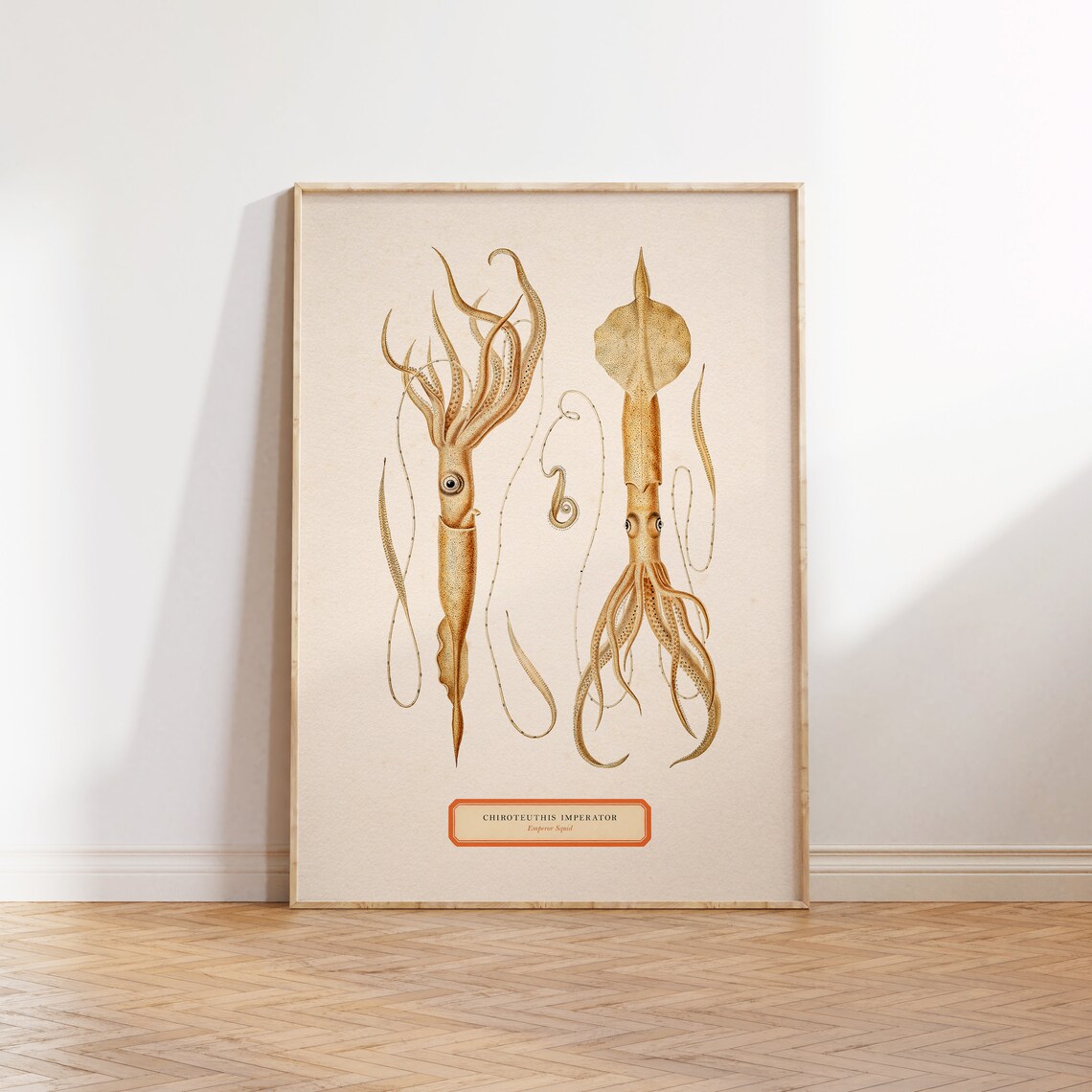 Emperor Squid Vintage Illustration Art Print