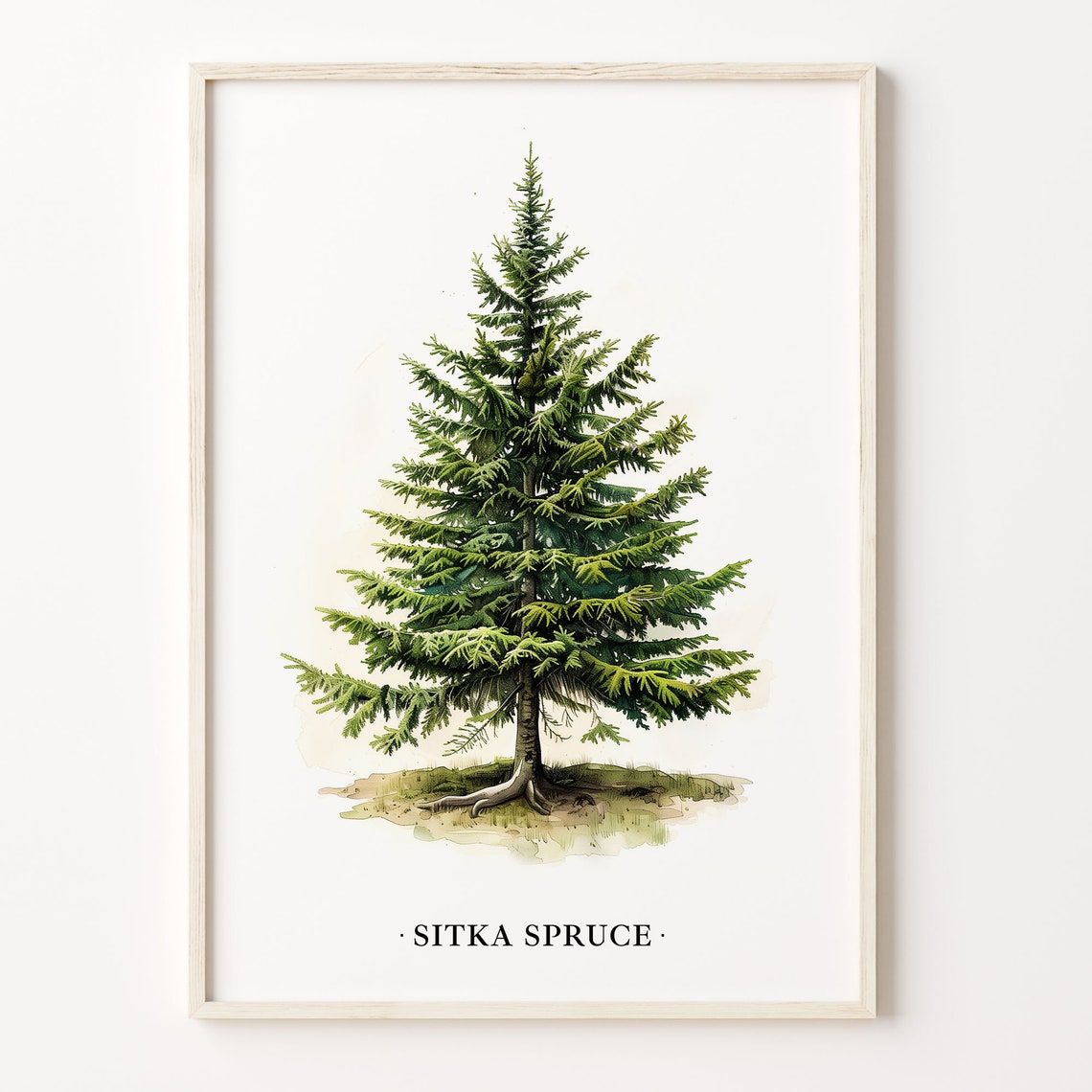 Sitka Spruce Tree Watercolor Evergreen Botanical Decor Poster