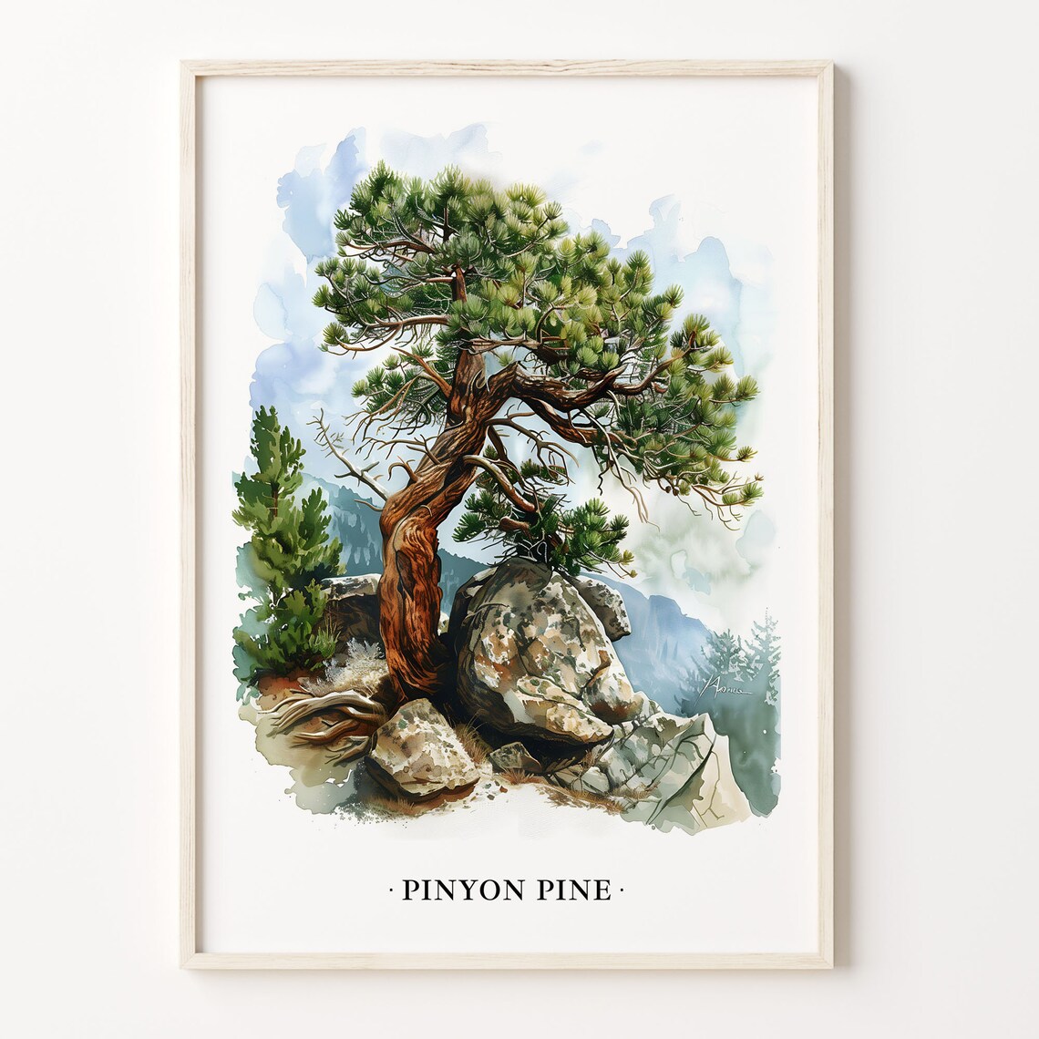 Pinyon Pine Tree Watercolor Mountain Rocks Botanical Art Poster