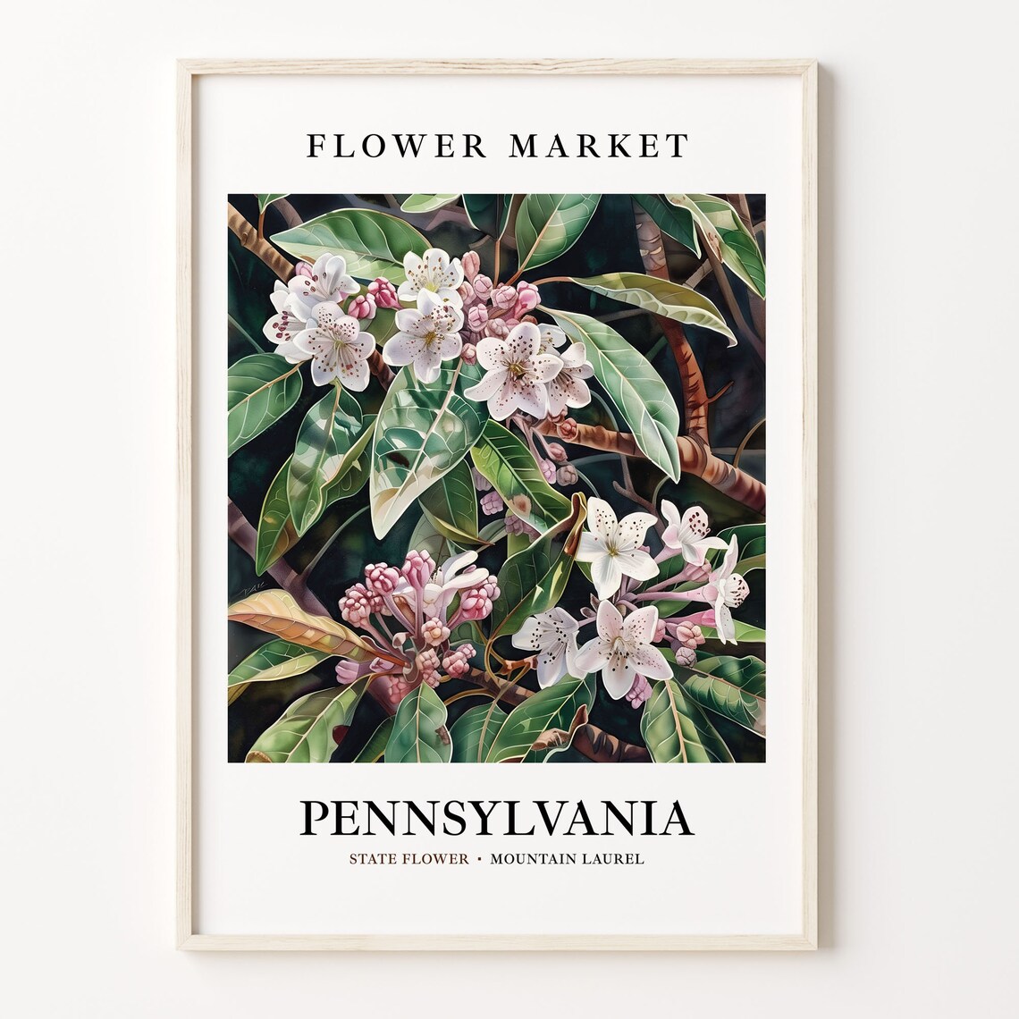 Pennsylvania State Flower Mountain Laurel, Botanical Print