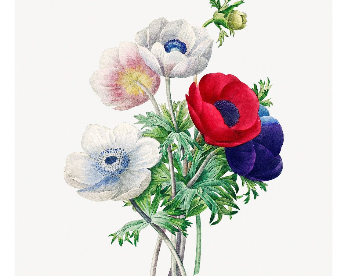 Anemone Flower Bouquet Antique Botanical 1833 Lithograph Poster