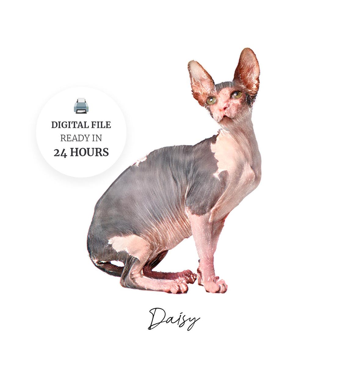 Custom Pet Portrait Personalized Sphynx Cat Name Wall Art Print Poster
