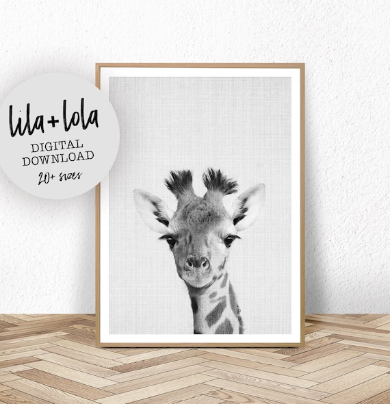 Giraffe Nursery Art Print, Black And White Baby Animal
