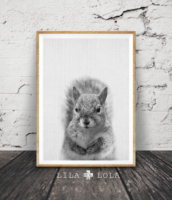 Squirrel Black And White Woodland Animal Art Print