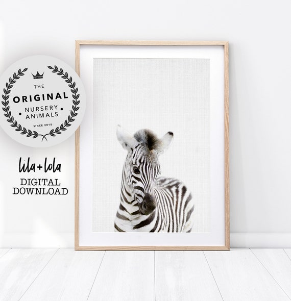 Baby Zebra Print, Safari Nursery Wall Art
