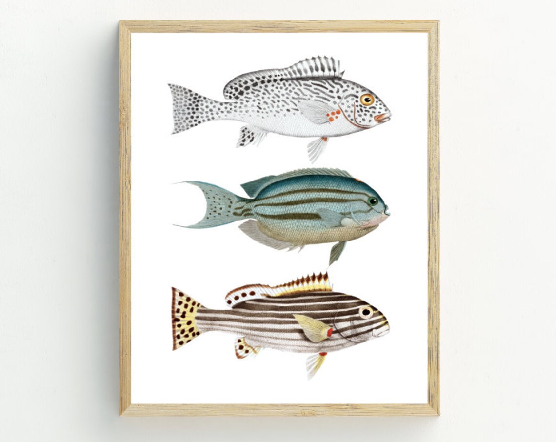 Fish Coastal Decor Nautical Wall Art Print