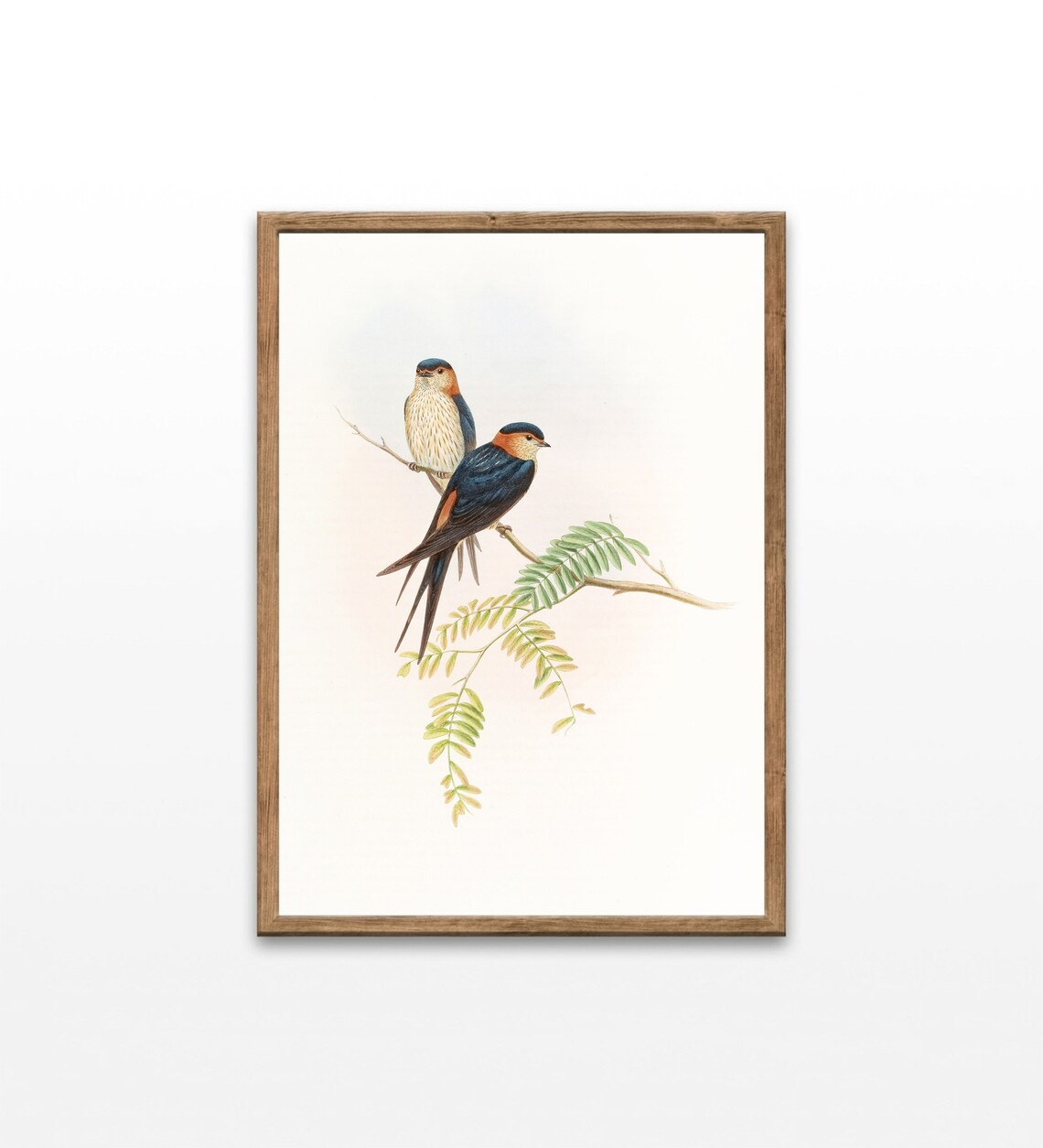 Pair Swallows Red Throats Vintage Ornithology Bird Illustration Poster