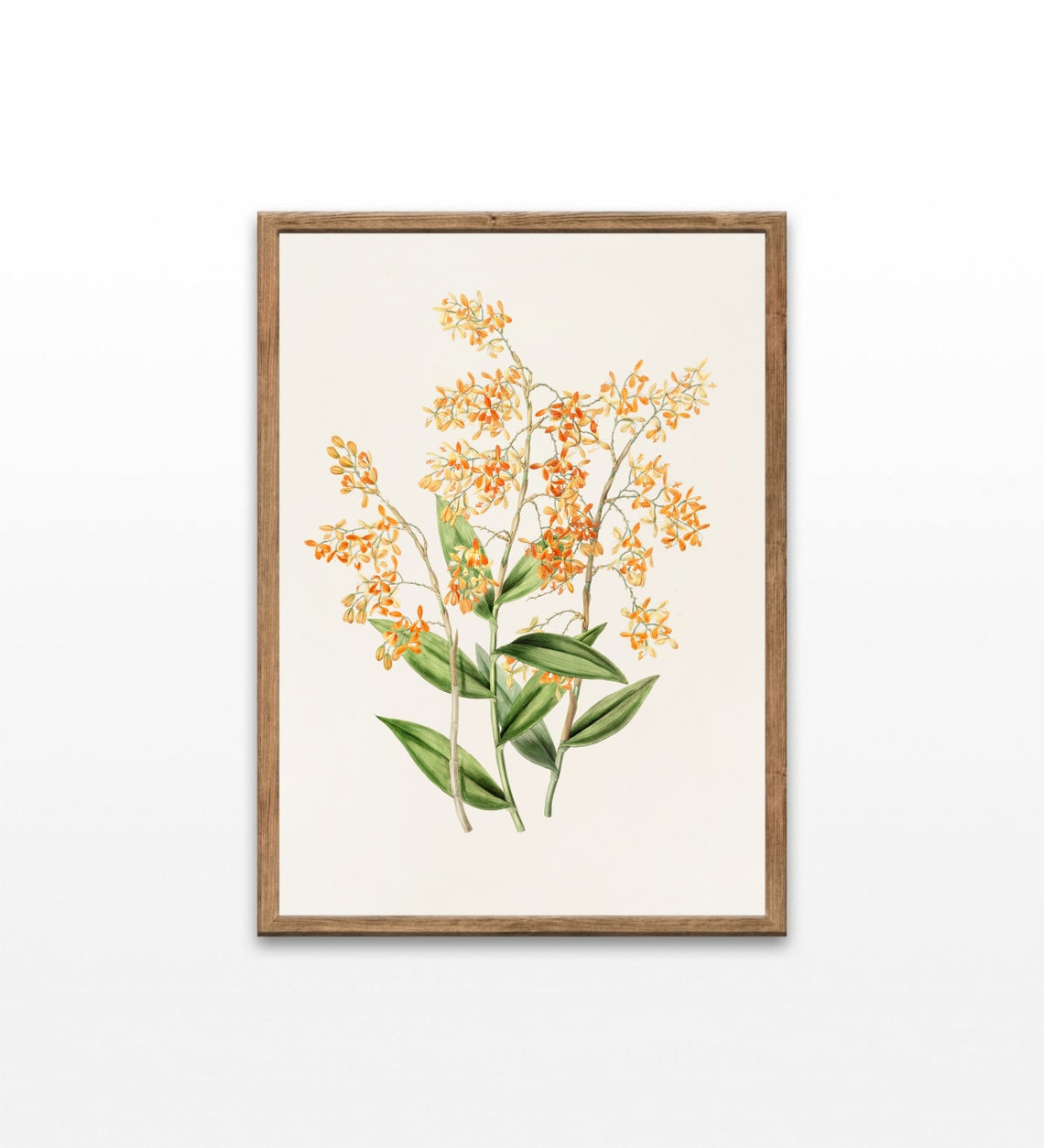 Orange Orchid Botanical Illustration Vintage Flower Art Print