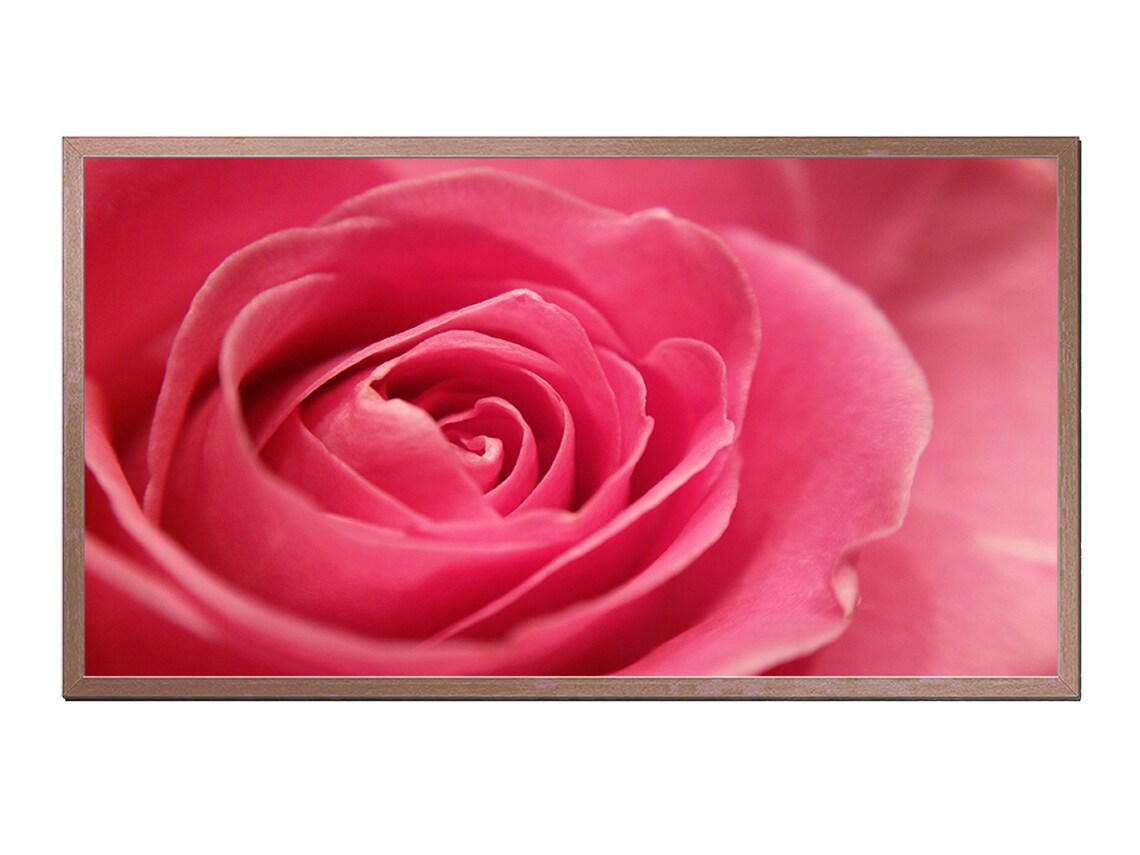 Soft Pink Rose Bloom Close Up Macro Floral Photography Wall Art