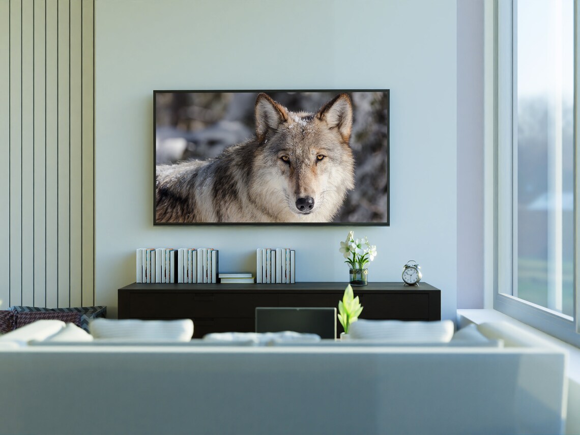 Gray Wolf Close Up Portrait In Snowy Forest Wild Winter Animal Poster - Image 3