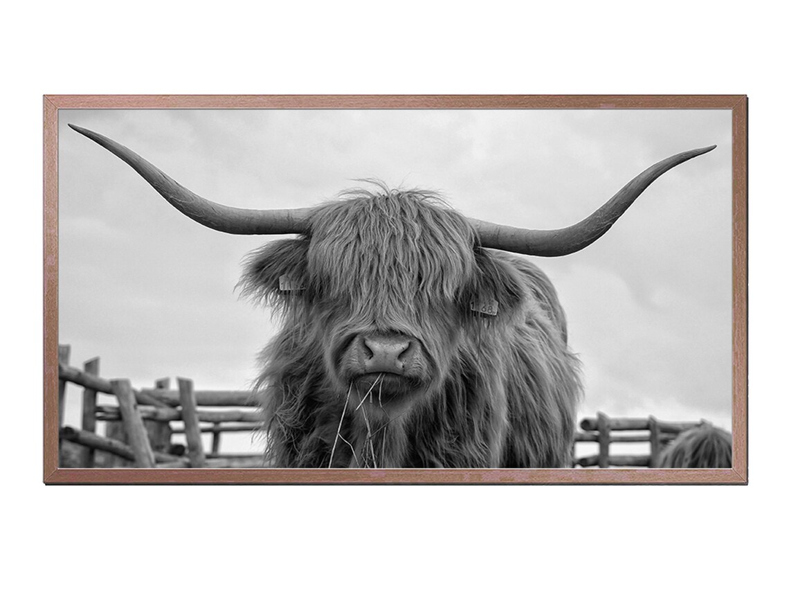 Highland Cow Black And White Long Horns Portrait Farmhouse Photo Print