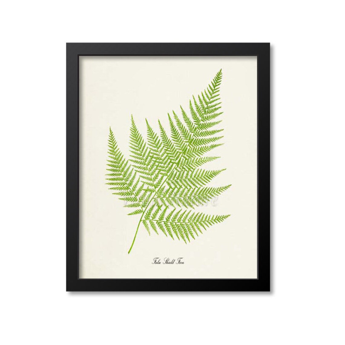False Shield Fern Botanical Wall Art Print, Fern Study