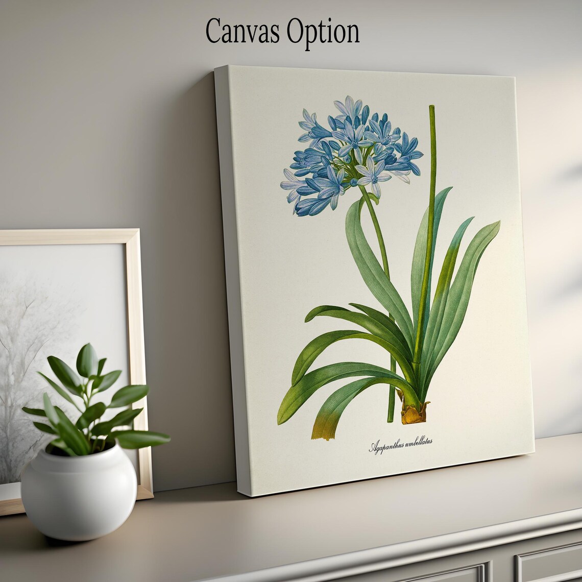 Lily Of The Nile, Redoute-Inspired Art Print - Image 2