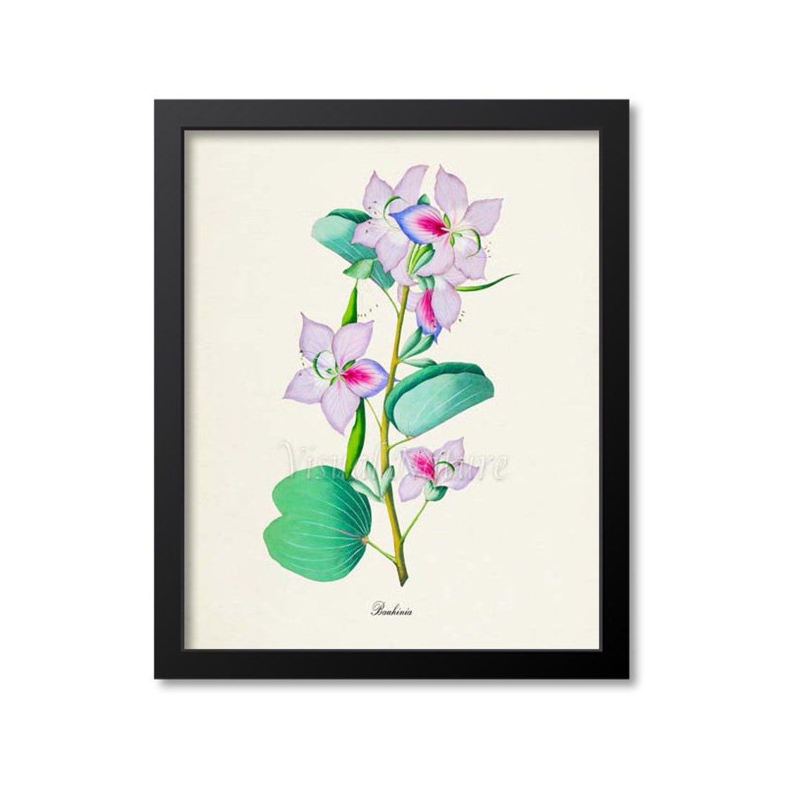 Bauhinia Pink Orchid Like Blooms Vintage Botanical Study Poster