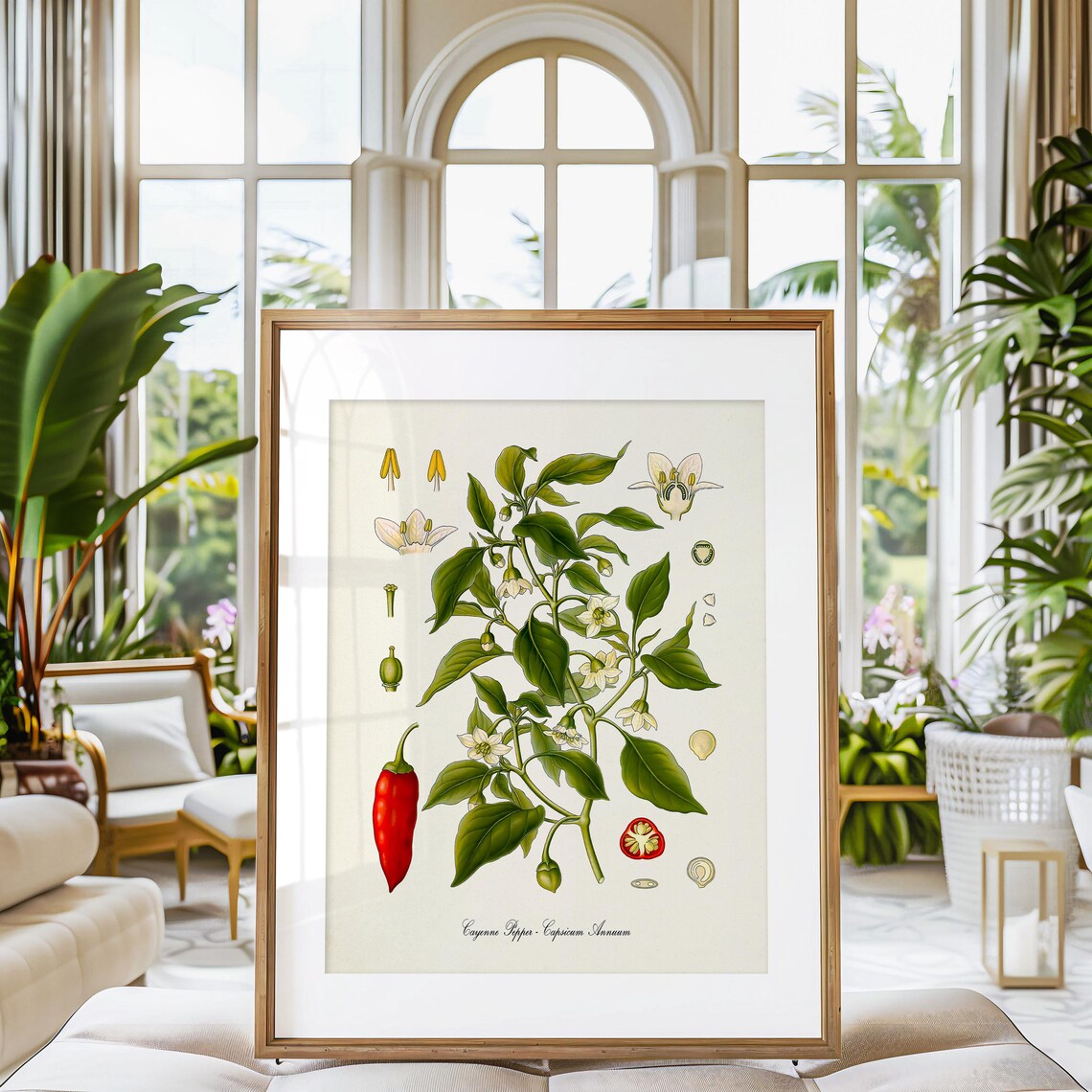 Cayenne Pepper Botanical Art Print, Capsicum Annuum - Image 3