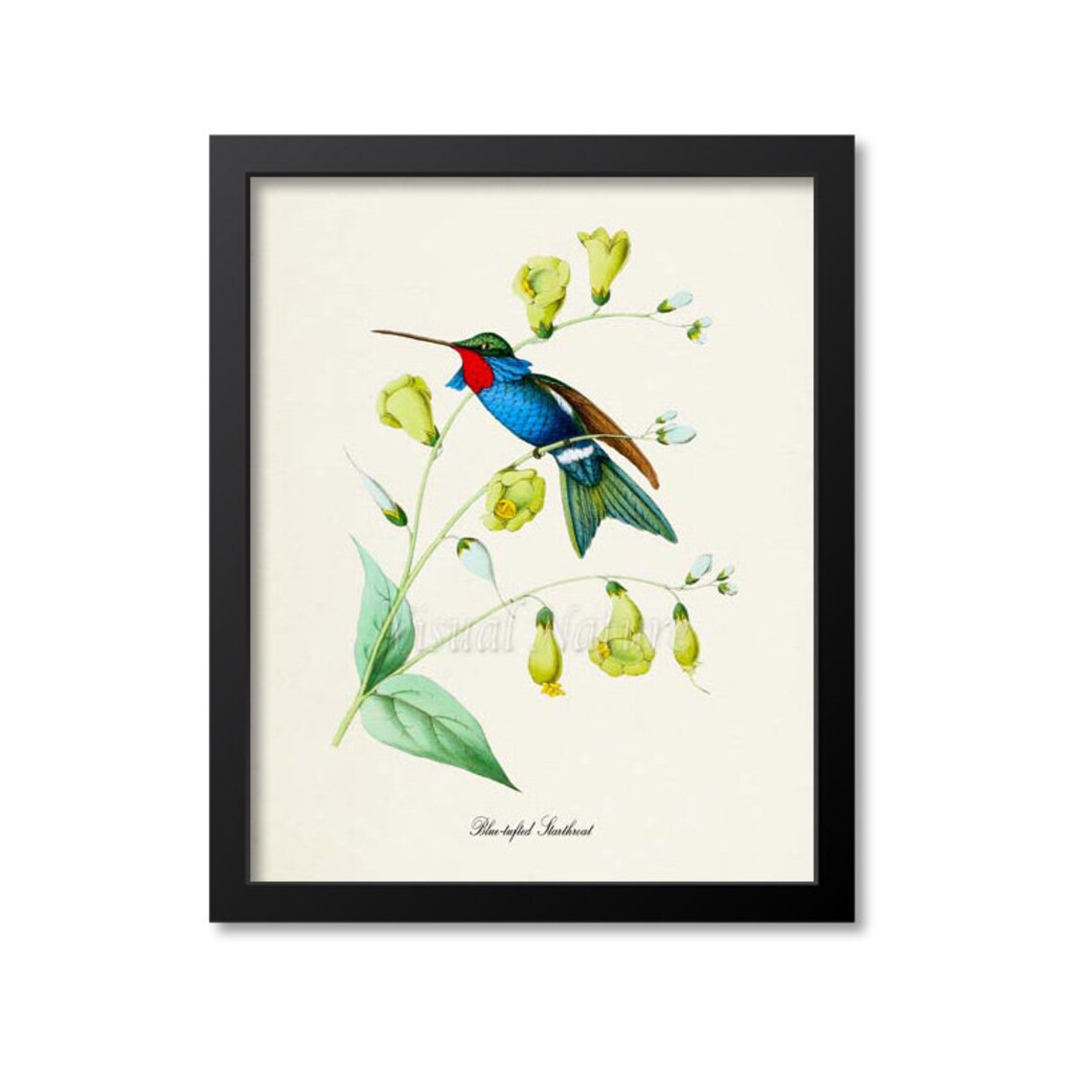 Blue Tufted Starthroat Hummingbird Floral Art Print