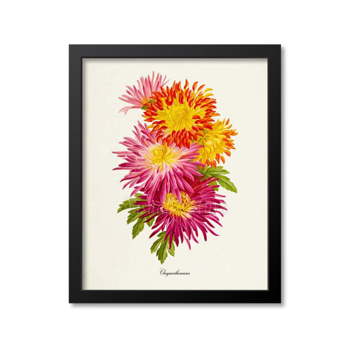 Chrysanthemum Flower Wall Art Print, Pink Red Yellow