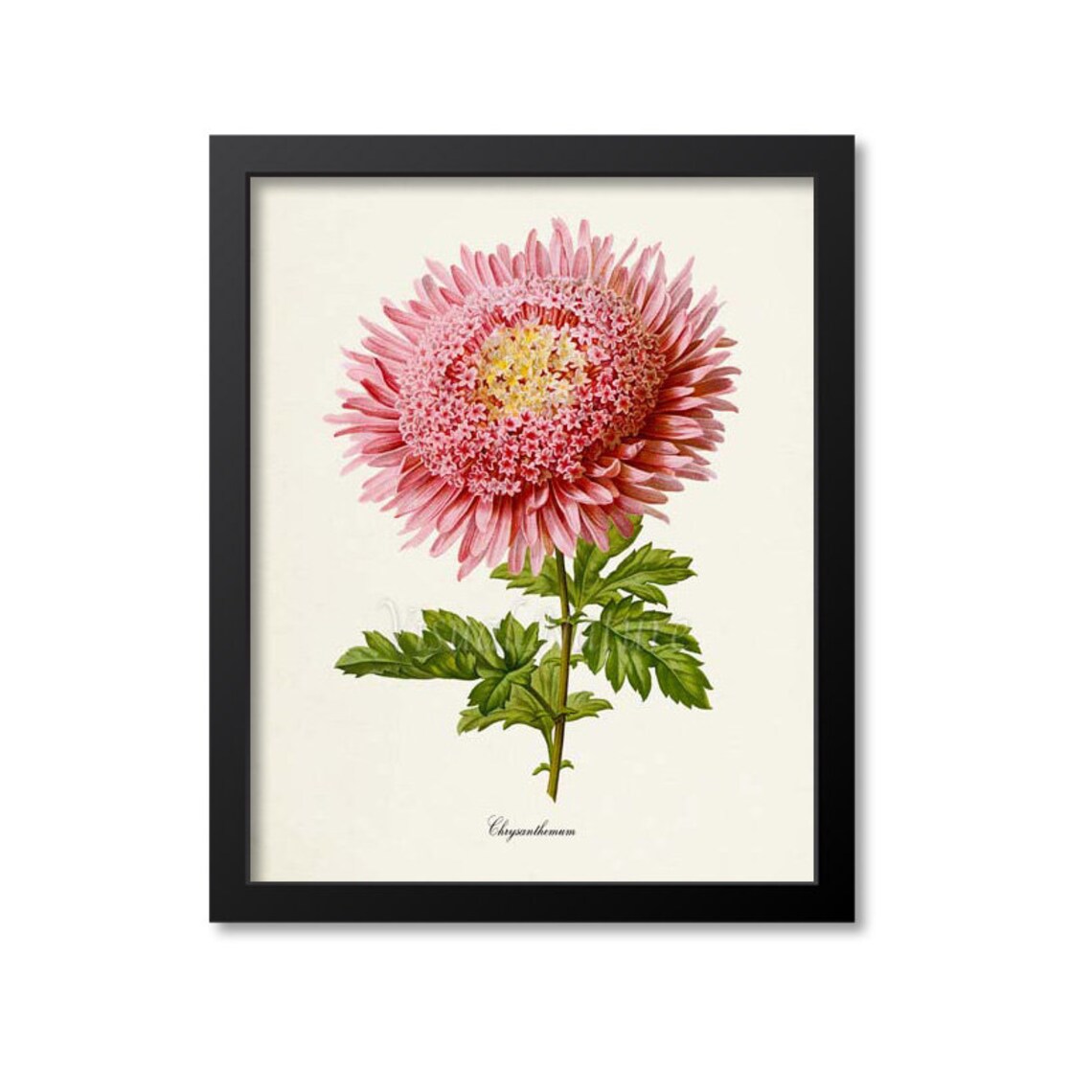 Chrysanthemum Flower Botanical Art Print, Pink Mum