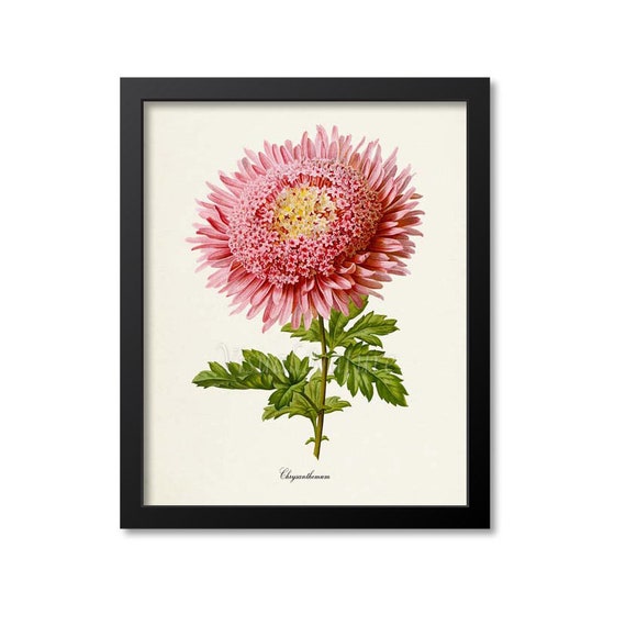 Chrysanthemum Flower Botanical Art Print, Pink Mum