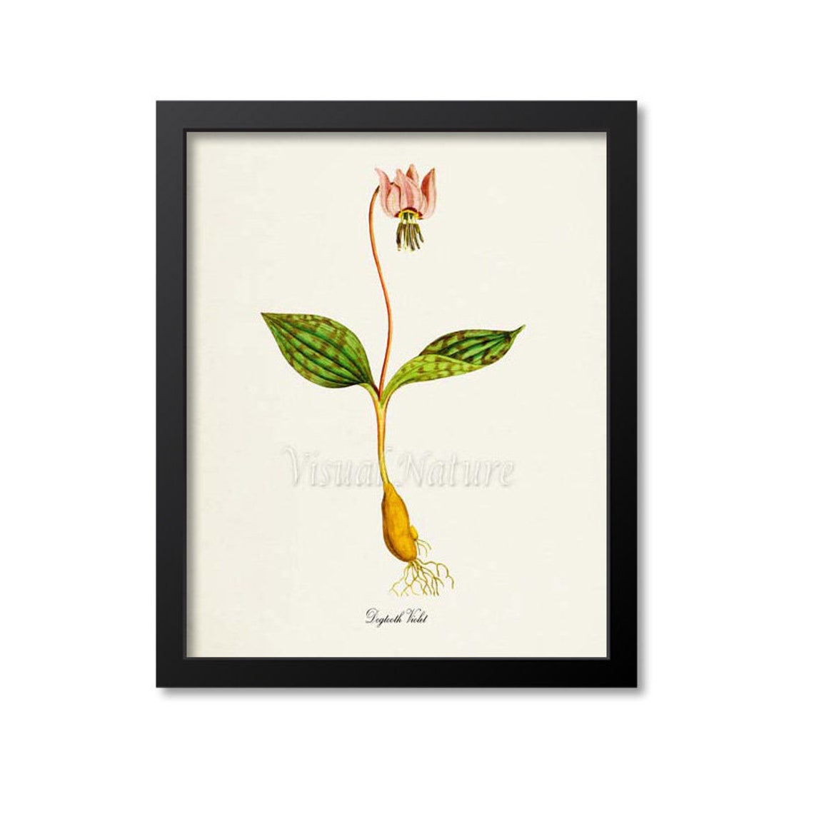 Delicate Dogtooth Violet Nodding Pink Bloom Vintage Botanical Poster