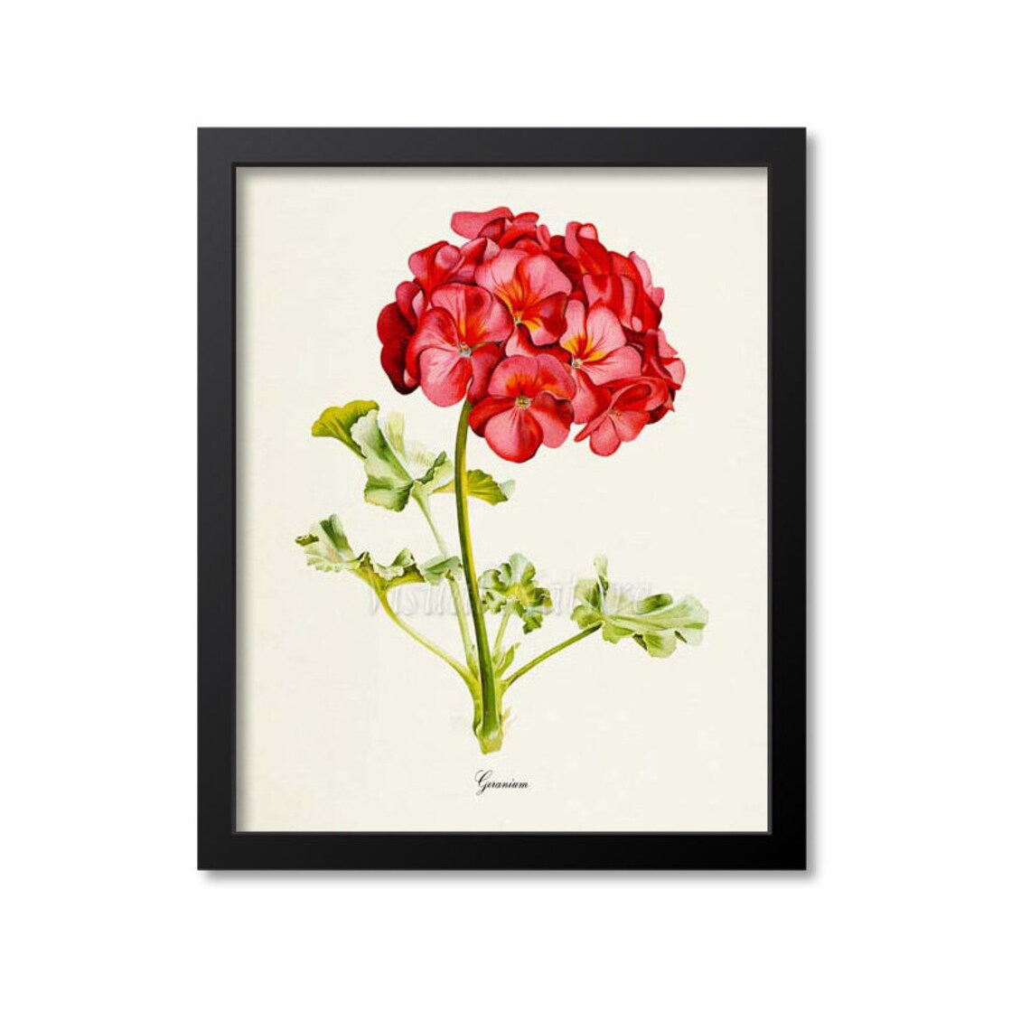 Geranium Flower Botanical Art Print, Floral Decor