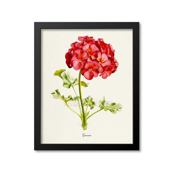 Geranium Flower Botanical Art Print, Floral Decor