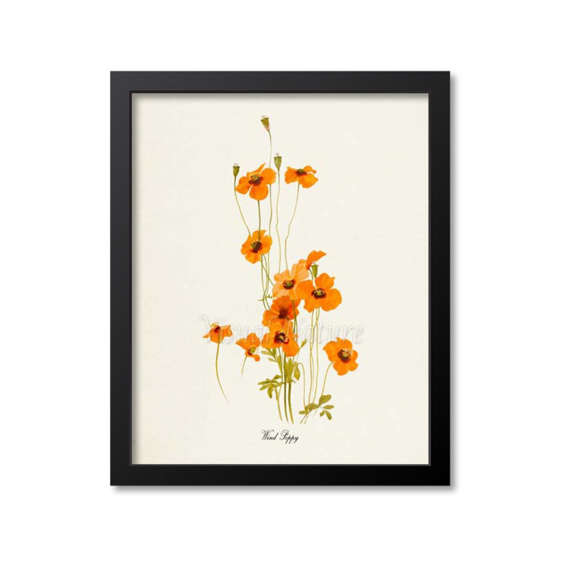 Wind Poppy Flower Art Print, Botanical Floral Print