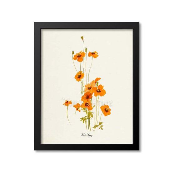 Wind Poppy Flower Art Print, Botanical Floral Print