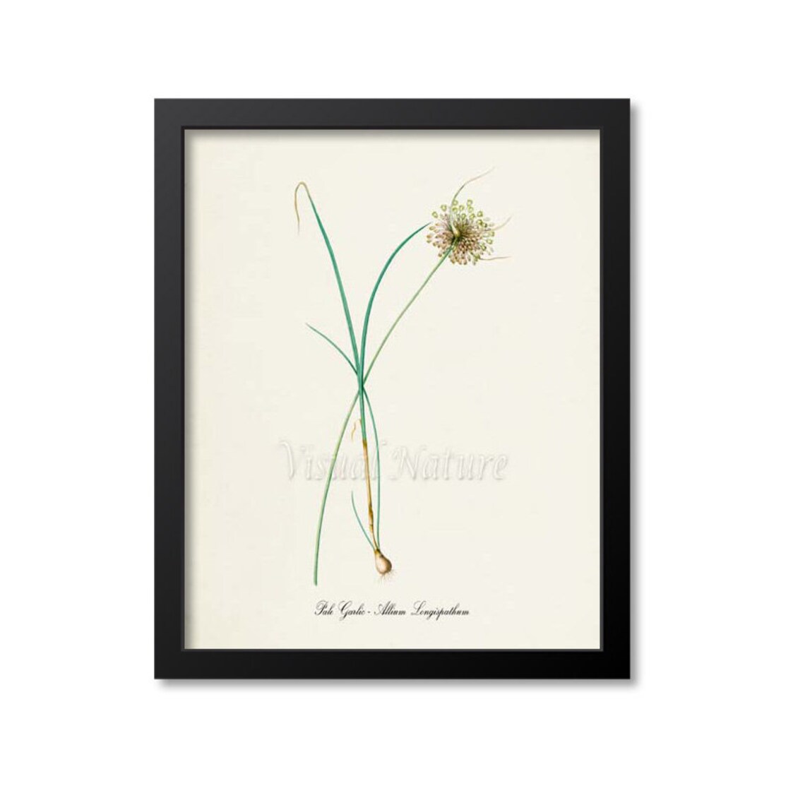 Pale Garlic Botanical Print, Allium Longispathum