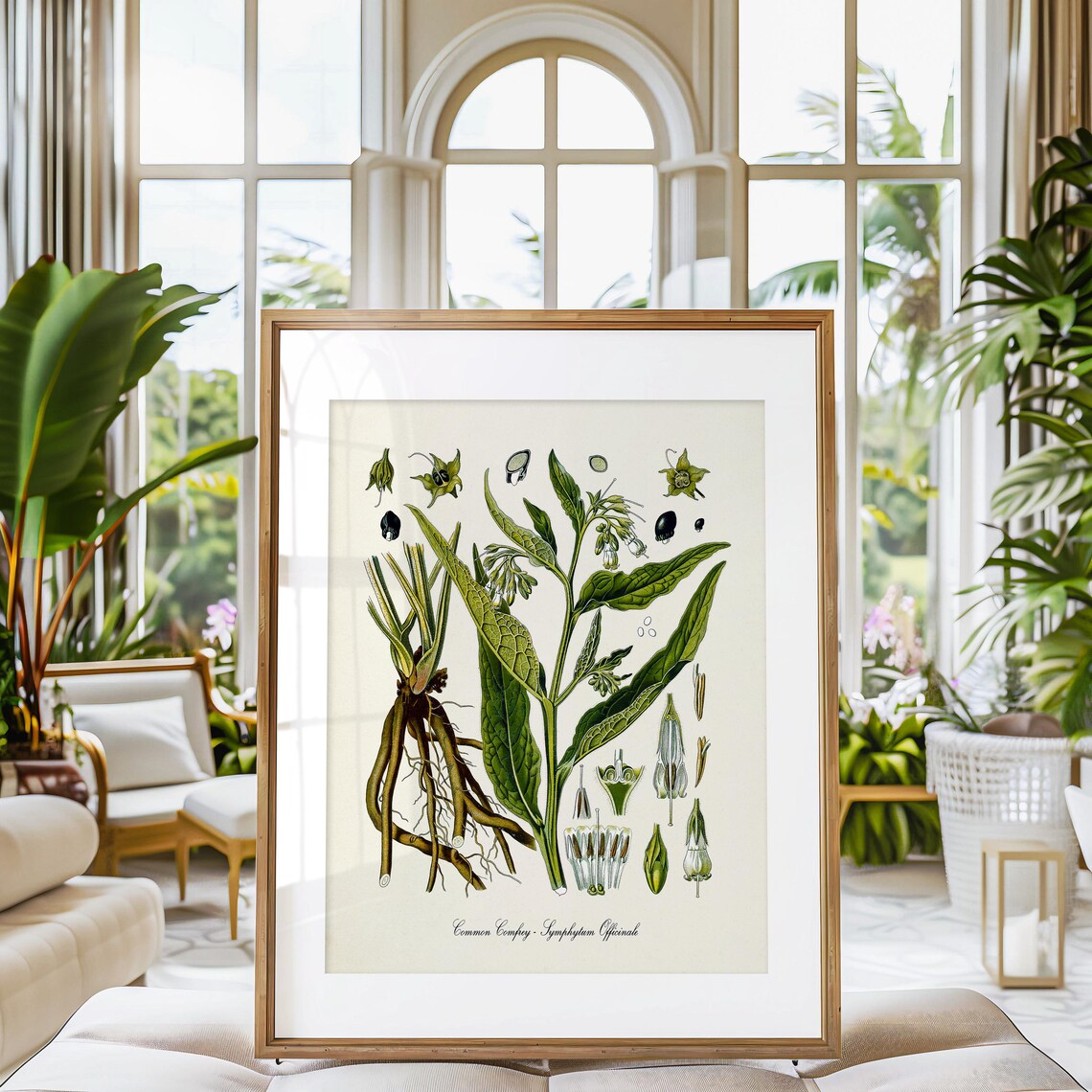Common Comfrey, Symphytum Officinale Art Print - Image 3