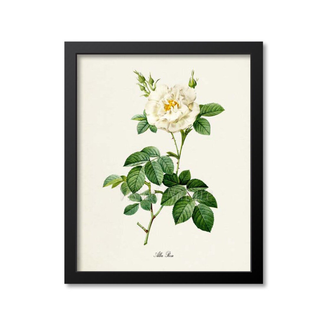Alba Rose Botanical Art Print, White Rose of York