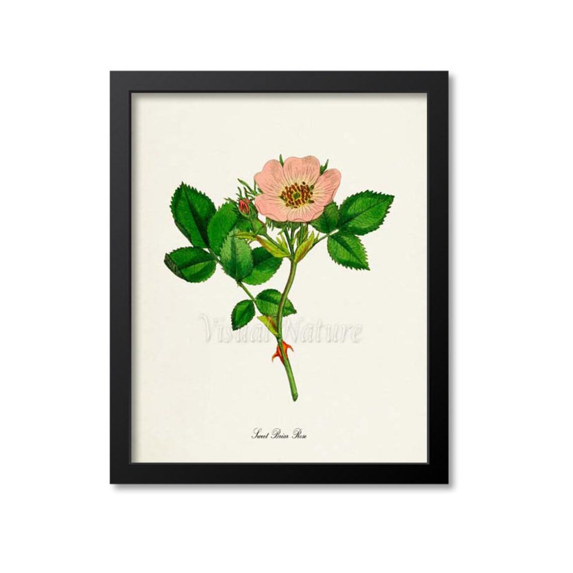 Sweet Briar Rose Botanical Art Print, Floral Print