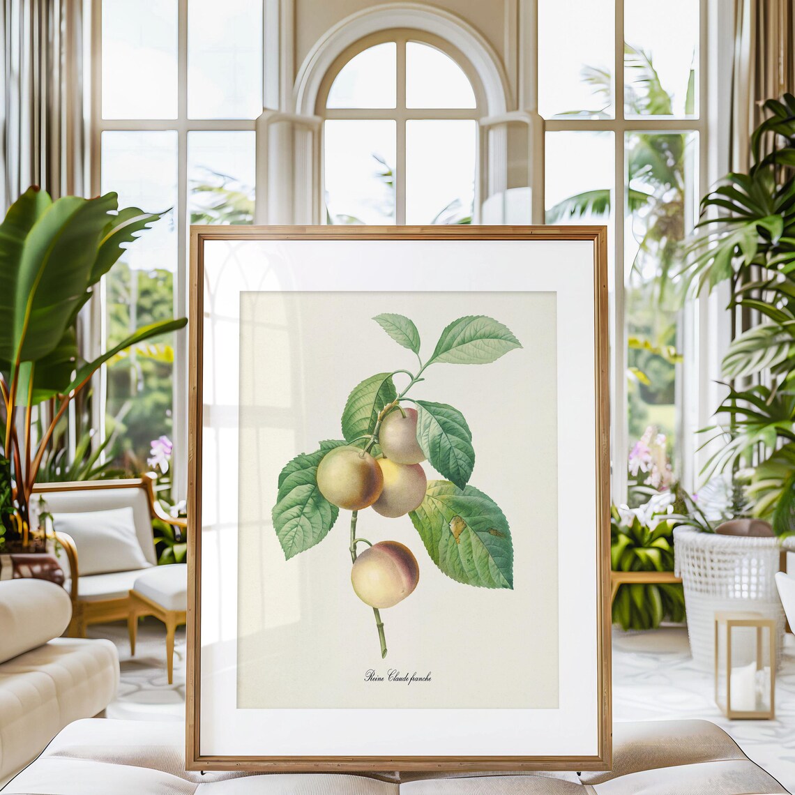 Reine Claude Franche Plum Branch Vintage Fruit Botanical Art Poster - Image 3