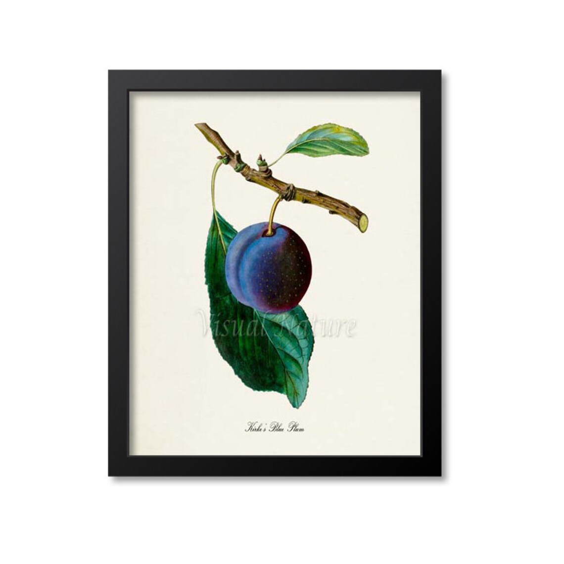 Kirkes Blue Plum Botanical Art Print, Kitchen Wall Art