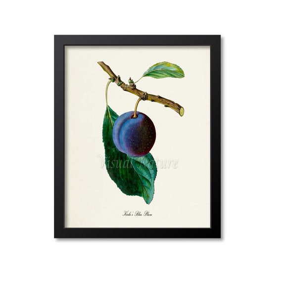 Kirkes Blue Plum Botanical Art Print, Kitchen Wall Art