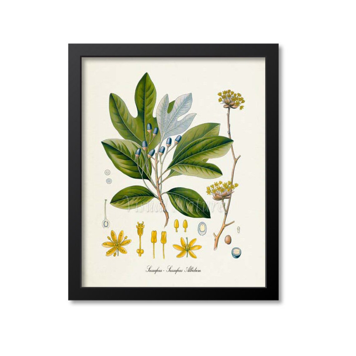 Sassafras Botanical Art Print, Kitchen Wall Decor