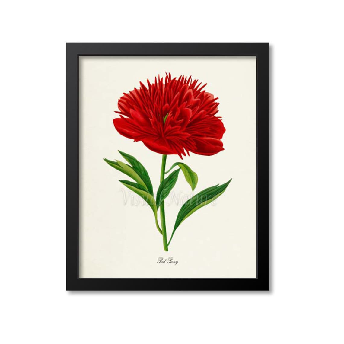 Red Peony Botanical Art Print, Floral Wall Art