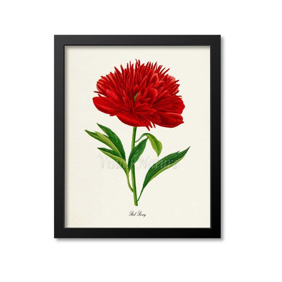 Red Peony Botanical Art Print, Floral Wall Art